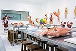 Laboratório de Anatomia